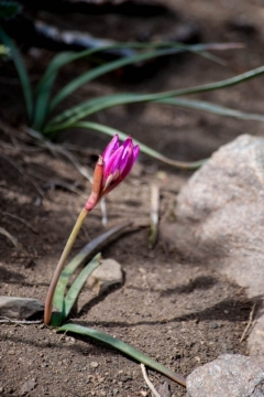  Rhodophiala andicola